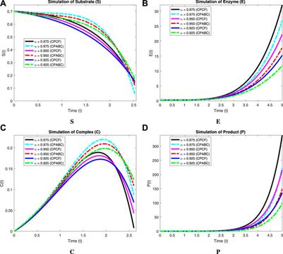 Forecasting and dynamical modeling of reversible enzymatic reactions with a hybrid proportional fractional derivative
